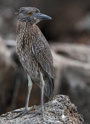 Yellow-crowned Night Heron - Nyctanassa violacea ssp. pauper - juvenile