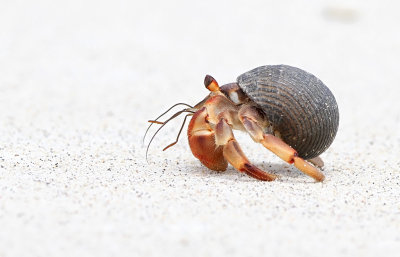 Hermit crab