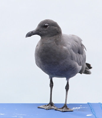 Lava Gull (Leucophaeus fuliginosus)