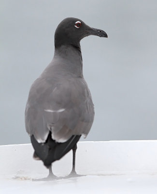 Lava Gull (Leucophaeus fuliginosus)