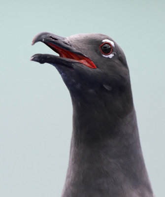 Lava Gull (Leucophaeus fuliginosus)