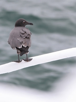Lava Gull (Leucophaeus fuliginosus)