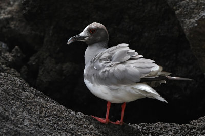 Swallow-tailed Gull (Creagrus furcatus) 2cy