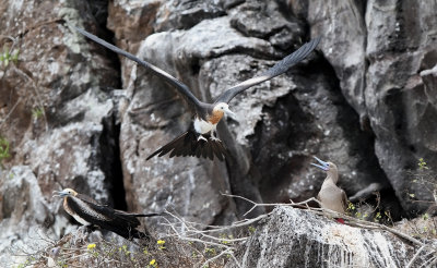Great Frigatebird - Fregata minor ssp. ridgwayi