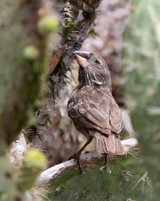 Large Cactus Finch (Geospiza conirostris)