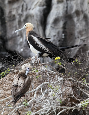 Great Frigatebird - Fregata minor ssp. ridgwayi
