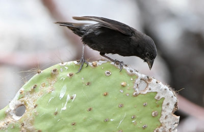 Large Cactus Finch (Geospiza conirostris)