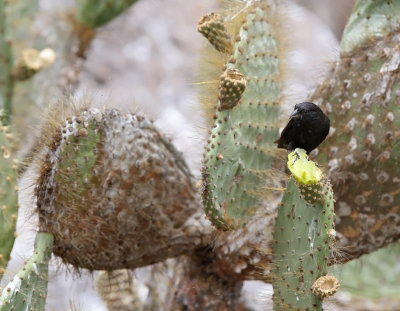Large Cactus Finch (Geospiza conirostris)