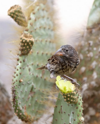 Large Cactus Finch (Geospiza conirostris)