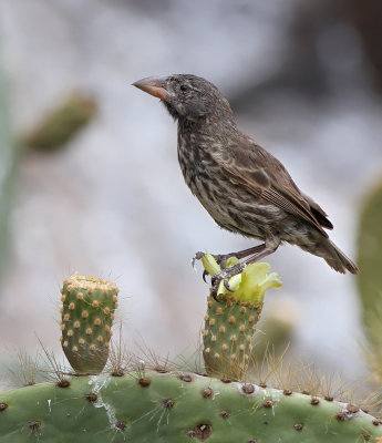 Large Cactus Finch (Geospiza conirostris) ssp. propinqua