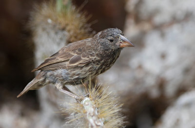 Large Cactus Finch (Geospiza conirostris)