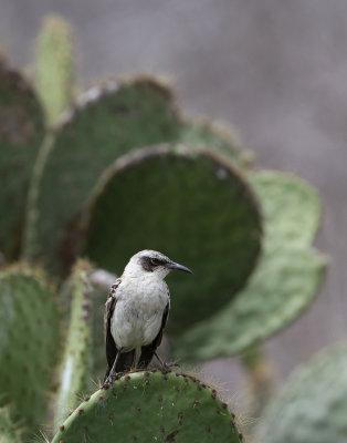 Galápagos Mockingbird (Mimus parvulus)