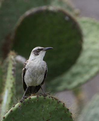 Galápagos Mockingbird (Mimus parvulus)
