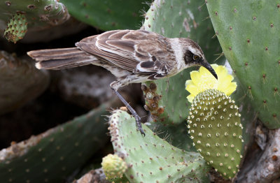 Galápagos Mockingbird (Mimus parvulus)