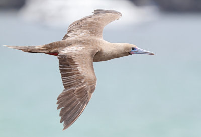 Red-footed Booby (Sula sula)