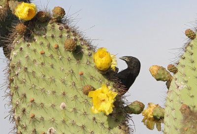 Common Cactus-Finch - Geospiza scandens ssp. intermedia
