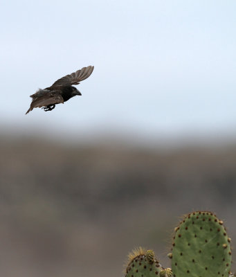 Large Cactus Finch (Geospiza conirostris)