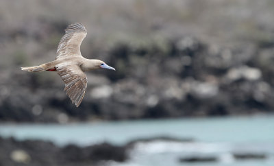 Red-footed Booby (Sula sula)