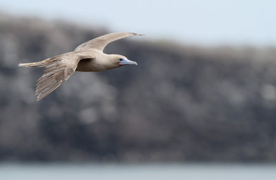 Red-footed Booby (Sula sula)