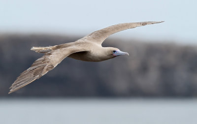 Red-footed Booby (Sula sula)