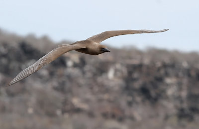 Red-footed Booby (Sula sula)