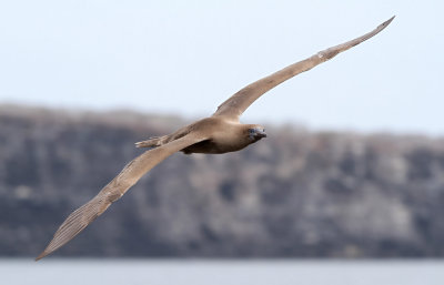 Red-footed Booby (Sula sula)