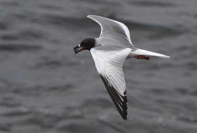 Swallow-tailed Gull (Creagrus furcatus)