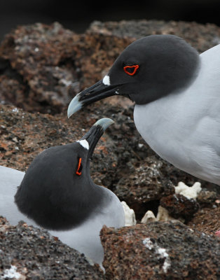 Swallow-tailed Gull (Creagrus furcatus)