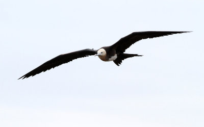 Great Frigatebird - Fregata minor ssp. ridgwayi