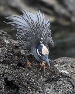 Yellow-crowned Night Heron - Nyctanassa violacea ssp. pauper