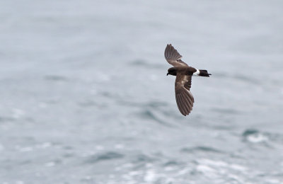 Elliot's Storm Petrel - Oceanites gracilis ssp. galapagoensis