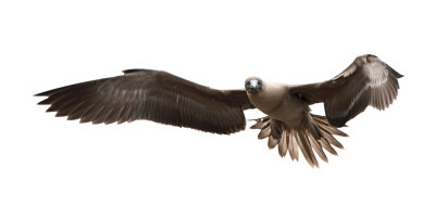 Red-footed Booby (Sula sula)
