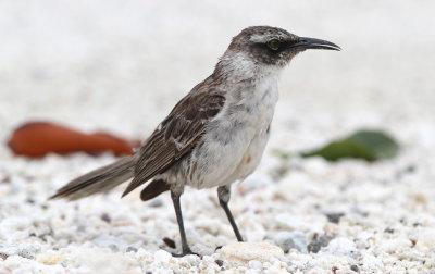 Galápagos Mockingbird (Mimus parvulus)