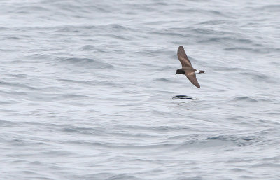 Band-rumped Storm Petrel (Oceanodromo castro)
