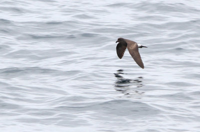 Band-rumped Storm Petrel (Oceanodromo castro)