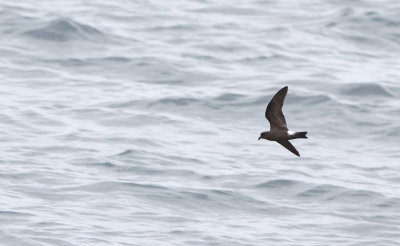 Band-rumped Storm Petrel (Oceanodromo castro)