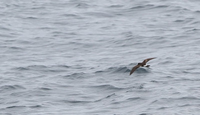 Band-rumped Storm Petrel (Oceanodromo castro)
