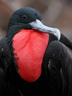 Great Frigatebird - Fregata minor ssp. ridgwayi