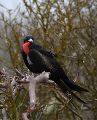 Great Frigatebird - Fregata minor ssp. ridgwayi