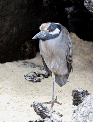 Yellow-crowned Night Heron - Nyctanassa violacea ssp. pauper