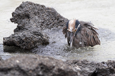 Yellow-crowned Night Heron - Nyctanassa violacea ssp. pauper