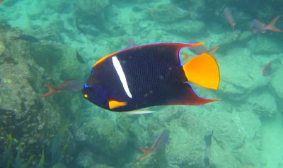 King Angelfish (Holacanthus passer)