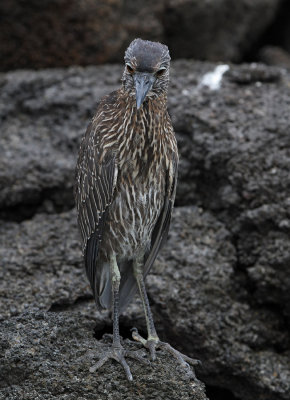 Yellow-crowned Night Heron - Nyctanassa violacea ssp. pauper