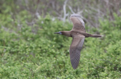 Red-footed Booby (Sula sula)