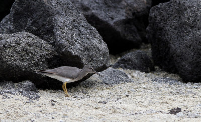 Wandering Tattler (Tringa incana)