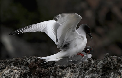 Swallow-tailed Gull (Creagrus furcatus)