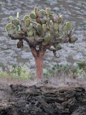 Galapagos Prickly Pear Cactus - Opuntia Litorallis