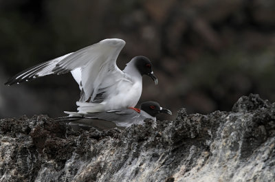Swallow-tailed Gull (Creagrus furcatus)
