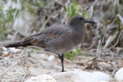 Lava Gull (Leucophaeus fuliginosus)