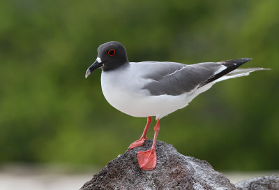 Swallow-tailed Gull (Creagrus furcatus)